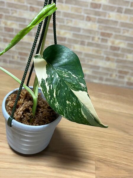 観葉植物 斑入り ハブカズラ エピプレナム