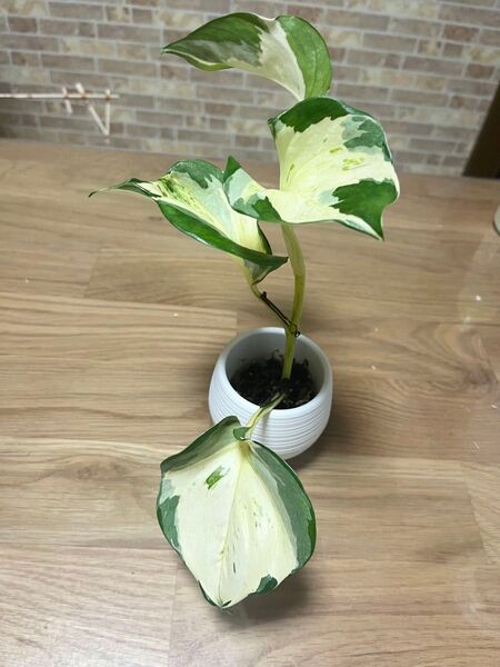 ポトス ステータス 観葉植物