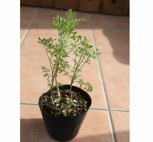 無農薬・無化学肥料栽培 ヘンルーダ アゲハ草 ハーブ苗☆3苗 抜き苗 匿名