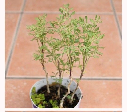 ヘンルーダ☆アゲハ草☆無農薬栽培☆4苗☆抜き苗☆匿名配送