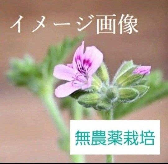 無農薬栽培☆ローズゼラニウム☆写真の苗です☆匿名配送
