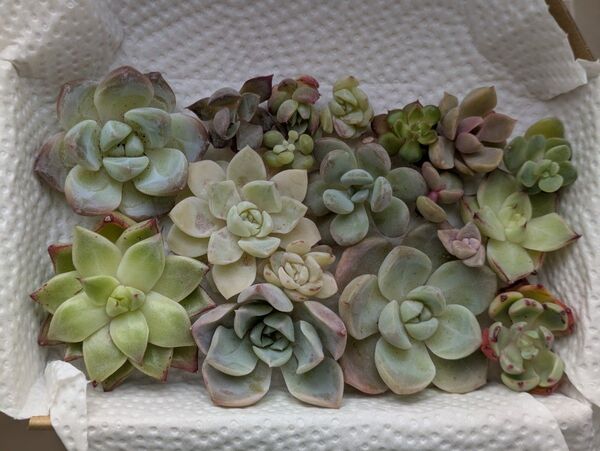 Y 訳あり 多肉植物 カット苗 小苗 寄せ植え ミックス多肉植物