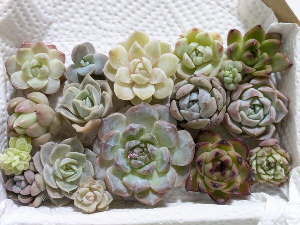 33 多肉植物 カット苗 小苗 寄せ植え ミックス多肉植物 エケベリア