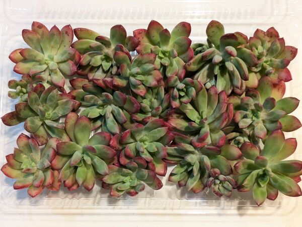 訳あり 多肉植物 ミニベル カット苗 盛りもりパック