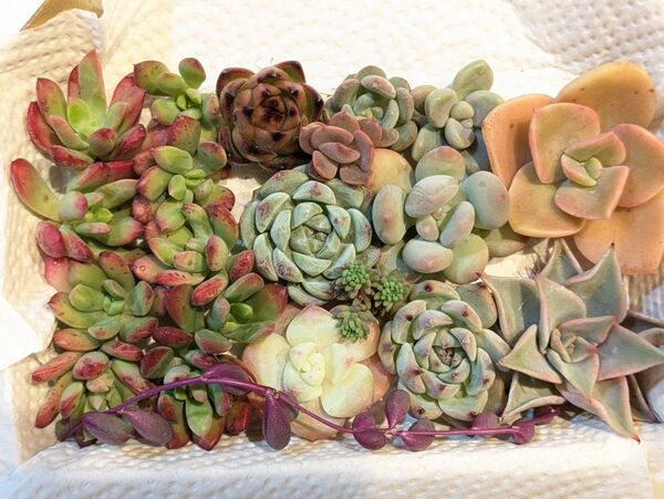 35 多肉植物 カット苗 小苗 寄せ植え エケベリア 詰め合わせ ミックス多肉植物