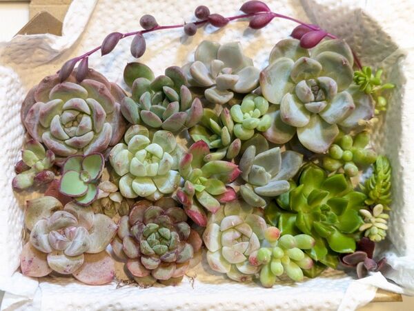 Z 多肉植物 カット苗 小苗 寄せ植え ミックス多肉植物