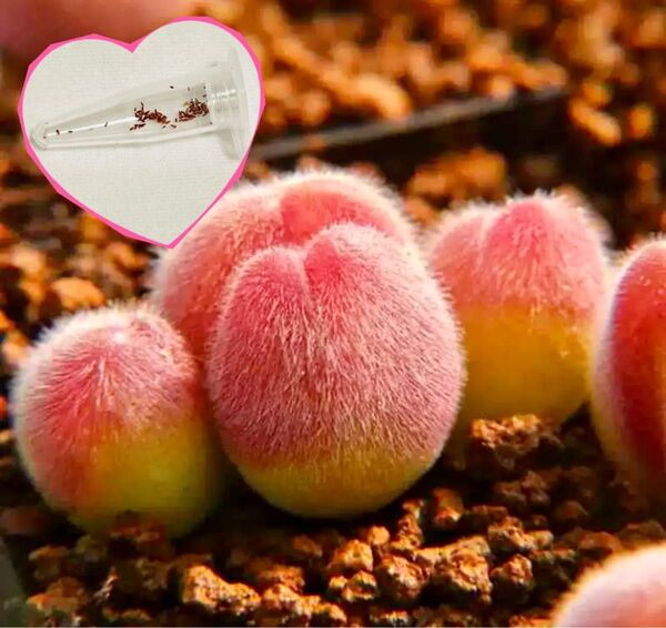 多肉植物 種子激レア コノフィツム ギバエウム 10粒+α 再入荷