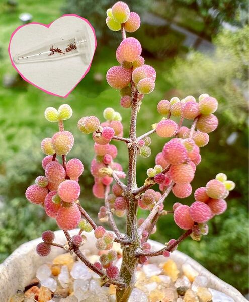 多肉植物 種子 希少ドロサンセマム グロボーサム10粒+α 実生 メセン ドロサンテマム