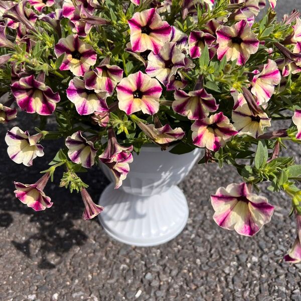 スーパーチュニアラズベリー、ペチュニア、鉢植え、スタンド付き母の日