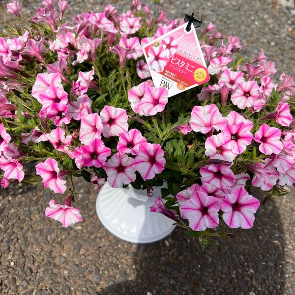 スーパーチュニアラズベリー、ペチュニア、鉢植え、スタンド付き母の日