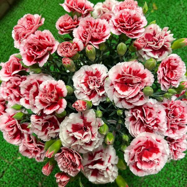 鉢植え、イチゴホイップカーネーション、5号