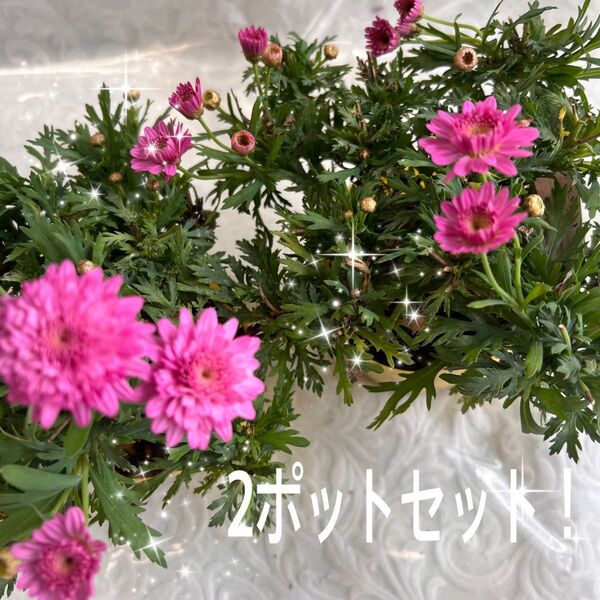 マーガレット、苗、花苗、八重咲