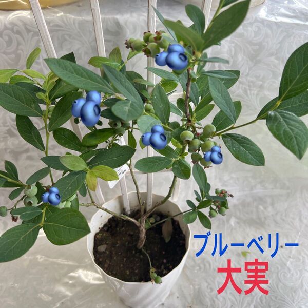 ブルーベリー、鉢植え、ミスティサザン、ハイブッシュ系