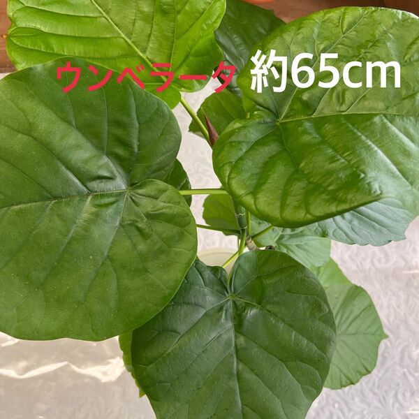 フィカス、ウンベラータ、鉢植え