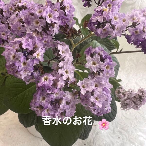ヘリオトロープ、香水の花、1鉢