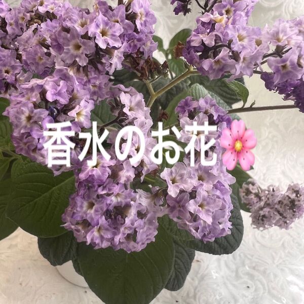 ヘリオトロープ、香水の花、1鉢