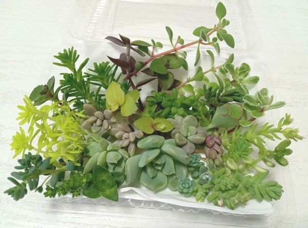 ★20種以上★ 寄せ植えセット 多肉植物 カラフルカット苗 いっぱい 詰め合わせ 寄せ植え
