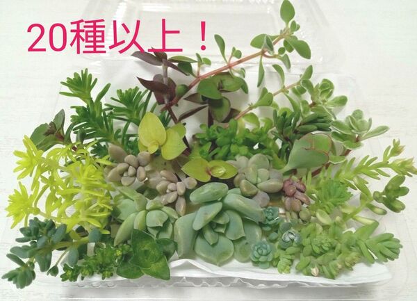 お試し寄せ植えセット 20種類以上! 育てやすい 詰め合わせ 多肉植物 おまかせ カット苗 カラフル 色鮮やか