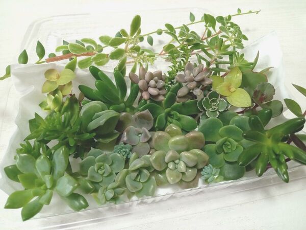 寄せ植えセット 多肉植物 カラフルカット苗 いっぱい 詰め合わせ 寄せ植え