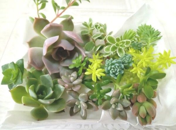 カラフル 色鮮やか♪ 詰め合わせ カット苗 育てやすい お試し おまかせ 多肉植物 寄せ植えに