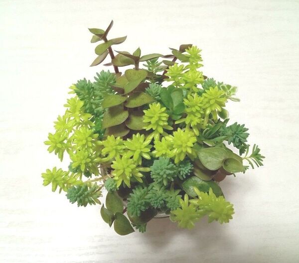 ★おまけ付き★ カラフル 色鮮やか♪ 詰め合わせ いっぱい 育てやすい カット苗 お試し 多肉植物 寄せ植えに 初心者の方