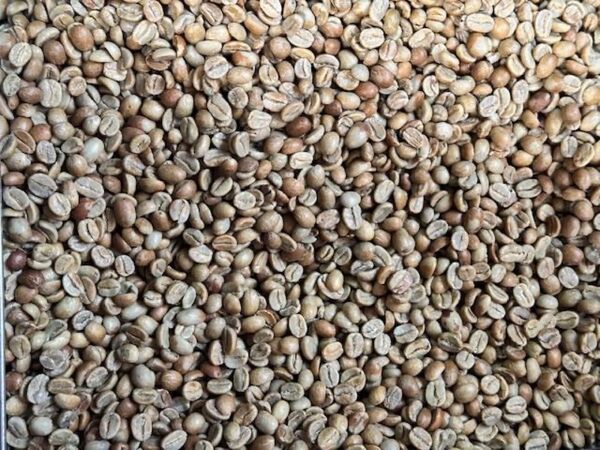 【生豆】グアテマラ グランレイナ ナチュラル SHB 200g コーヒー生豆