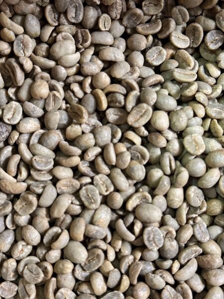 【生豆】ホンジュラス SHG コカフェロル 500g コーヒー生豆