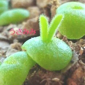 多肉植物 うさみみ 種 30粒 育て方説明書付き