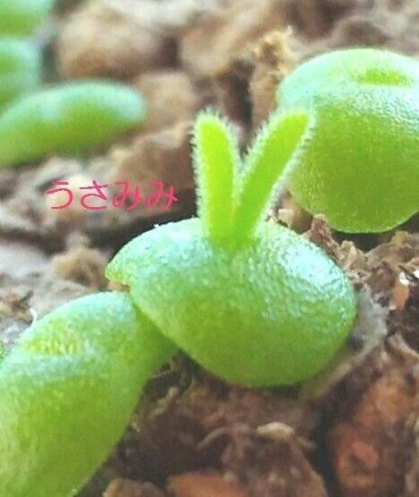 多肉植物 うさみみ 種 30粒 育て方説明書付き