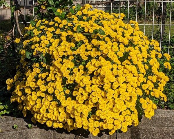 ざる菊 ザル菊 ドーム菊 苗 冬至芽 黄色 5本