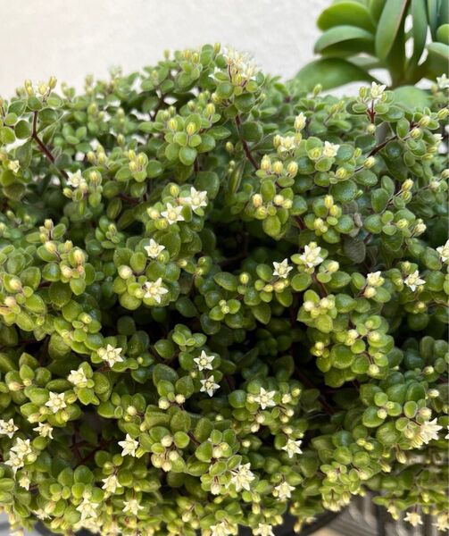 クラッスラ・ぺキュリアスとセダム・白い花・多肉植物 寄せ植えやコレクションに 50カット 強くて増える