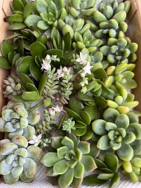 多肉植物 詰め合わせ・寄せ植えやコレクションに^_^かわいいムチムチ・ぷくぷく系います。