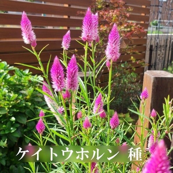 春まき花の種 ケイトウホルン 100粒 切り花 ドライフラワー 一年草