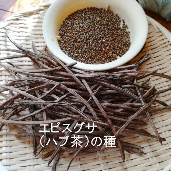 春まき種 「ハブ茶・エビスグサ・ケツメイシ」50粒以上 一年草 ハーブティ