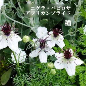 寒地・寒冷地向き ニゲラ・パピロサアフリカンブライド 50粒 ドライフラワー