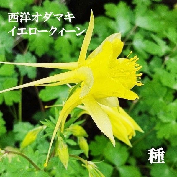 春まき花の種 西洋オダマキ・イエロークィーン 30粒 多年草(宿根草)