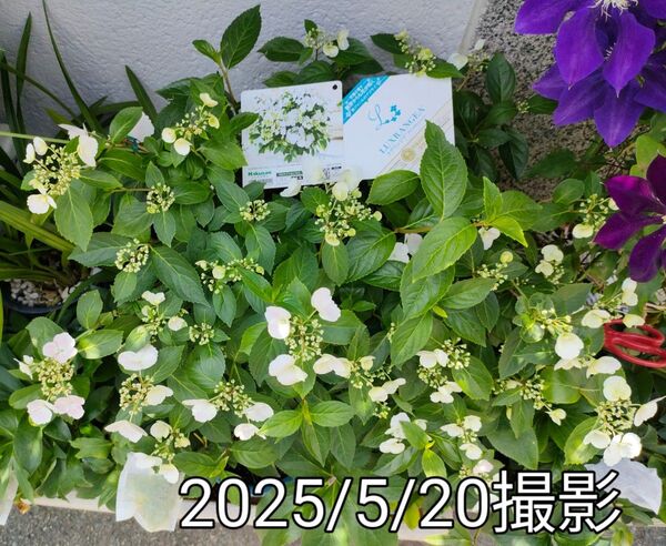 グランジア ブライダルシャワー 柏葉紫陽花 ハーアモニー