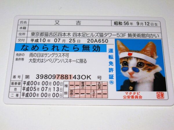 【なめ猫 免許証風 ブロマイド 又吉】なめんなよ猫 なめねこ ブルー免許 癒し かわいい 可愛い ネコ 猫 コスプレ トレカ