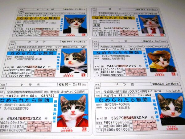 なめ猫 免許証風 ブロマイド 6枚セット】猫 癒し なめねこ なめんなよ猫 かわいい 可愛い ネコ コスプレ トレカ 癒し系 癒し