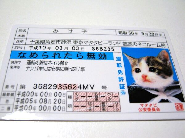 【なめ猫 免許証風 ブロマイド みけ子】なめんなよ猫 なめねこ 癒し 癒やし 青 かわいい 可愛い ネコ 猫 コスプレ トレカ