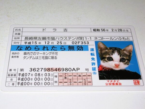 【なめ猫 免許証風 ブロマイド ドラ吉】なめんなよ猫 なめねこ 癒し 癒やし 猫 かわいい 可愛い ネコ コスプレ トレカ 癒し系