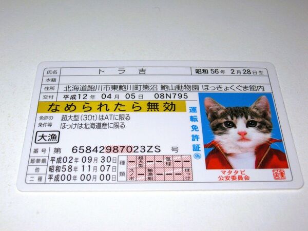 【なめ猫 免許証風 ブロマイド トラ吉】なめんなよ猫 なめねこ 癒し 癒やし 猫 かわいい 可愛い 猫 コスプレ ゴールド免許
