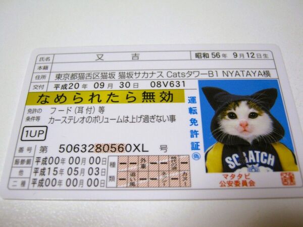 可愛い!【なめ猫 免許証風 ブロマイド 又吉】なめんなよ猫 なめねこ 癒し 癒やし ネコ かわいい 猫 コレクション ゴールド免許