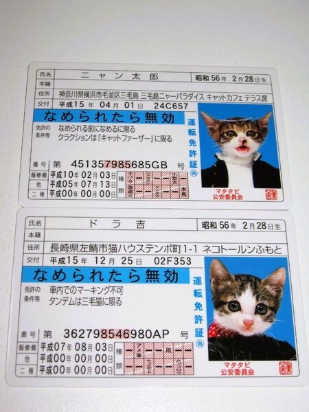 【なめ猫 免許証風 ブロマイド 2枚 】なめんなよ猫 なめねこ 癒やし 猫 かわいい 可愛い ネコ キャラクター コスプレ ブルー