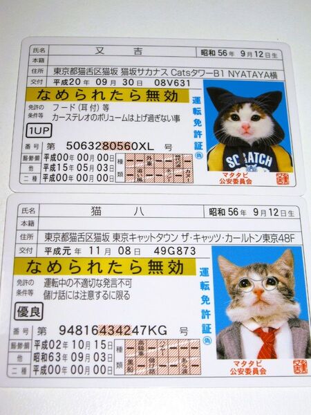 【なめ猫 免許証風 ブロマイド 又吉 猫八】なめんなよ猫 なめねこ 癒やし 猫 かわいい 可愛い ネコ キャラクター コスプレ