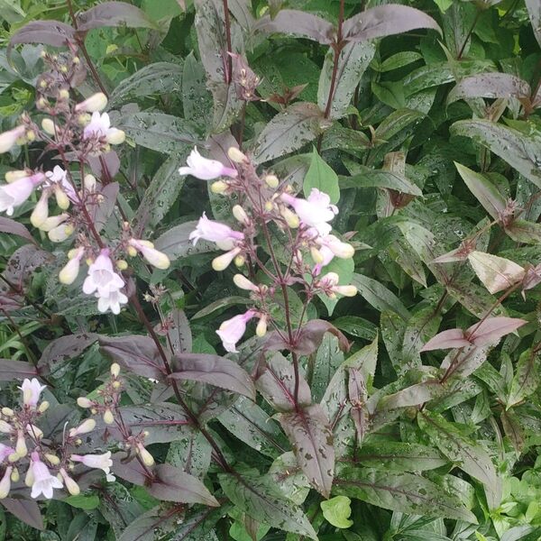 ペンステモン 挿し穂 挿し芽