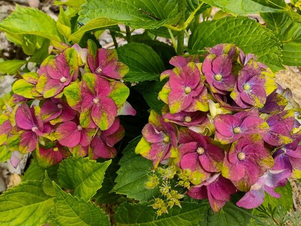紫陽花 挿し穂 挿し芽