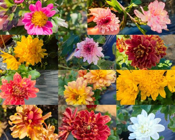 菊 抜き苗