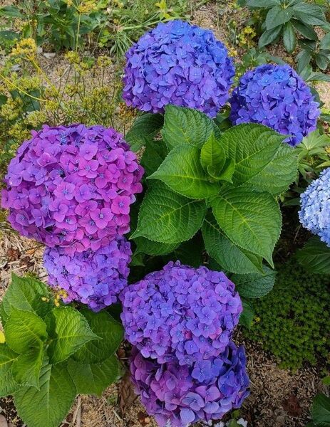 紫陽花 挿し芽 挿し穂