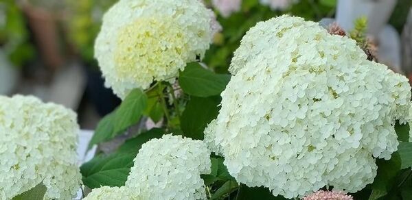 紫陽花 アナベル 挿し芽 挿し穂セット